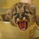 Illustration for article titled ZOMG BABY MOUNTAIN LION EXTRAVAGANZA!!!